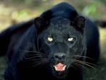 embleme du groupe black panther west coast
